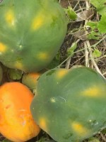 Malkia F1 papaya from Tanzania
